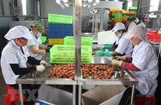 海阳省近3万吨荔枝顺利投放国内外市场 