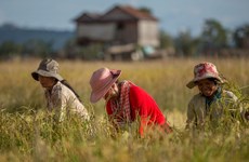 2021年上半年柬埔寨大米出口下降29%