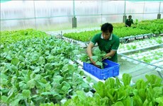 越南有机农产品在澳大利亚市场的发展前景广阔