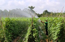 2021年越南数字农业概览报告正式对外公布