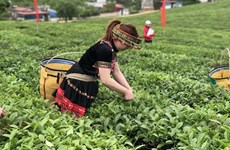  越南对中国和印度茶叶出口实现突飞猛进式的增长