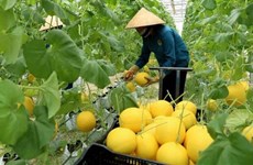 范平明副总理：加强对接 促进发展越南主要农产品价值链