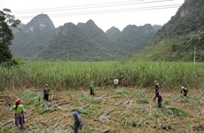 越南对来自泰国的食糖征收反倾销税助推国内制糖企业恢复发展  