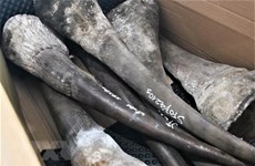 岘港市在海运进口集装箱中发现大量犀牛角和珍稀动物骨骼