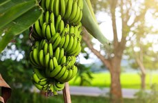 金瓯省多措并举提升香蕉产品价值