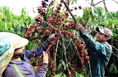 2021年上半年越南咖啡对英出口额达2900万美元