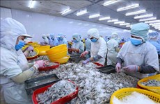越南对俄罗斯的虾类出口额同比增长51%