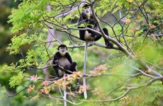 西宁省黑婆山国家旅游区首次出现黑腿白臀叶猴