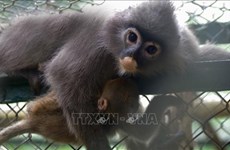 宁平省接收2只稀有的印支灰叶猴