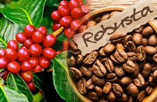 越南成为世界上最大的罗布斯塔咖啡出口国