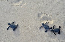 保护海龟种群和其栖息地