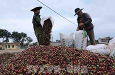 越南力争2030年咖啡出口额达60亿美元