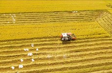 越南农业力争追随绿色趋势