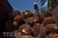 印尼将收紧棕榈油出口