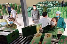 “优质”企业努力将越南农产品打入俄罗斯市场     
