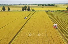 越南坚持发展承载担当的农业