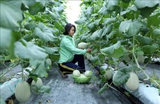 北江省促进高科技农业的发展