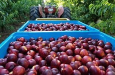 澳大利亚向越南市场试点出口桃子和春桃 