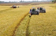 坚江省打造20个水稻万亩示范片