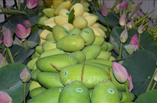 同塔省重点提升出口芒果质量