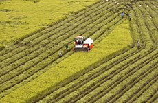 九龙江三角洲农业与农村发展指导委员会获批成立