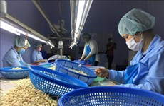 越南腰果产业提出“量稳质优价增”的目标