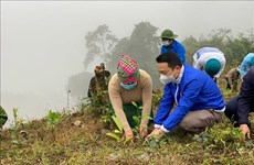 越南安沛省森林覆盖率维持在63%