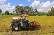 越南稻谷价格走势放缓  大米出口价格回升