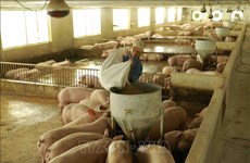 2022年越南肉类及肉制品进口需求难以大幅增加