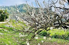 木州高原的李树开花 结出丰硕果实 