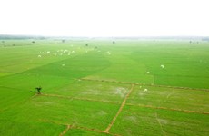 前江省按照欧洲标准种植有机水稻