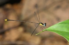 越南乂安省发现黄纹长腹扇蟌Coeliccia natgeo 蜻蜓