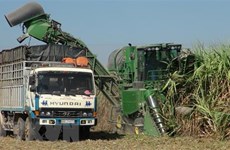 越南工贸部延长对入境蔗糖产品的反规避调查期限