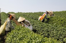 山罗省将高新技术应用于茶叶生产加工