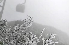 老街省番西邦峰在春季出现霜冻现象
