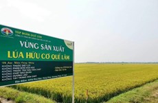 越南中部地区扩大有机农业种植面积