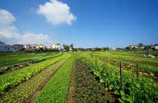 会安茶桂蔬菜种植业被列入国家级非物质文化遗产名录