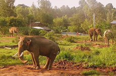 “2013-2020年越南大象保护总体提案”调整方案获批