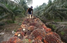 原棕油从印尼出口禁令中豁免