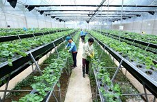 2022年越南高效农业国际会议即将举行