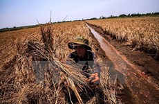 槟椥省农民灵活地适应气候变化的影响