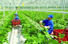 着力提高越南的农业效率