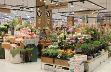 越南花卉开始在日本市场站稳脚跟