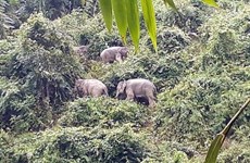 越南多措并举有效保护和发展广南省亚洲象群