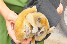 平福省职能机关接收一只濒临灭绝的稀有懒猴