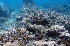 越南海洋和海岛周：加强保护海洋生物多样性