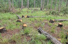 越南政府总理指示严格处理非法采伐林木和侵占林地行为
