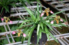 越南三种兰科珍稀花卉繁育成功