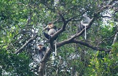 广南省为灰腿白臀叶猴扩大栖息地并确保适宜的生活环境