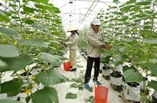 越南将出台支持农场经济发展政策